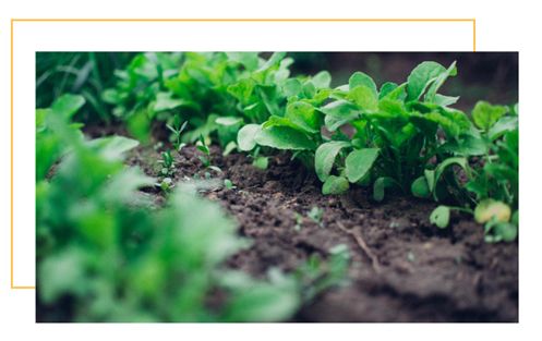 芝麻种植的烦恼：病虫害的困扰