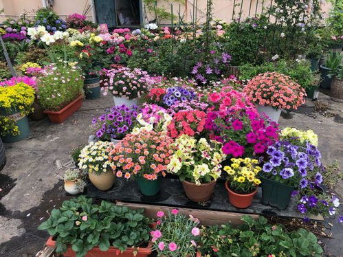 三款低维护月季品种对比