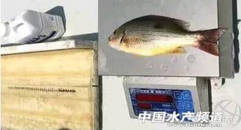 鱼粉在饲料中占比多少才能真正影响水产养殖的成败？