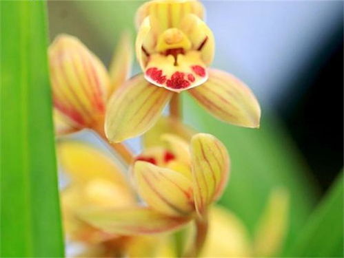 茶花：室内养护的疑虑与魅力