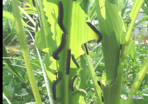 二、水田的特点