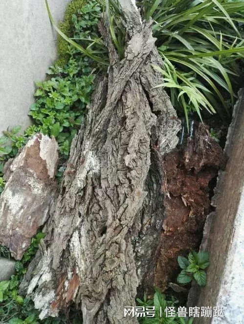 棕树皮养花：剥皮与否大揭秘