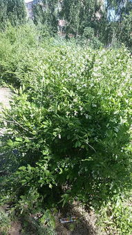 自己上网查，发现了个秘密