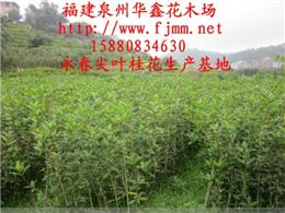 四季桂花如何养殖才能打造出芬芳无比的桂花园