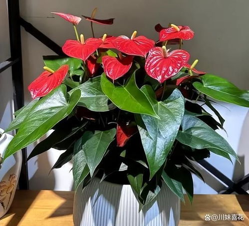 红枫叶盆栽如何浇水？如何避免黄叶