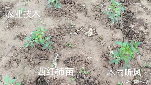 西红柿从播种到定植需45-60天