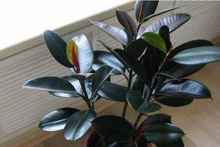 橡皮树需要什么肥料？有哪些种植技巧可以促进其生长
