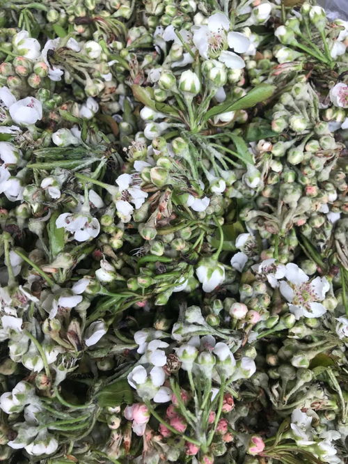 棠梨花富含多种营养成分，具有清热解毒、润肺止咳的药用价值