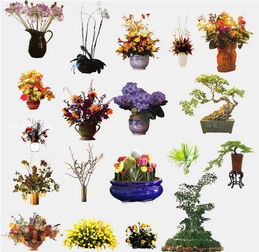 室内花卉养殖入门：了解你的小花儿们