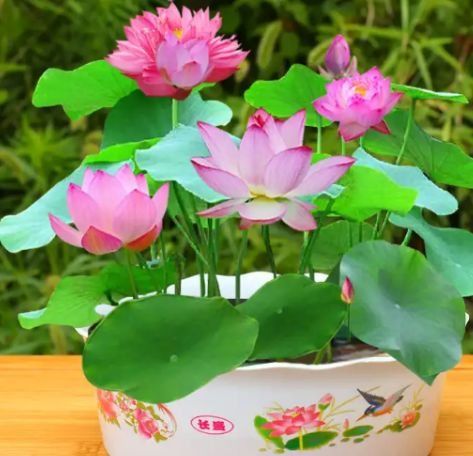 碗莲：水生植物， 财运旺盛的象征