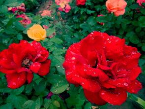 去年长春社区改过的美丽故事