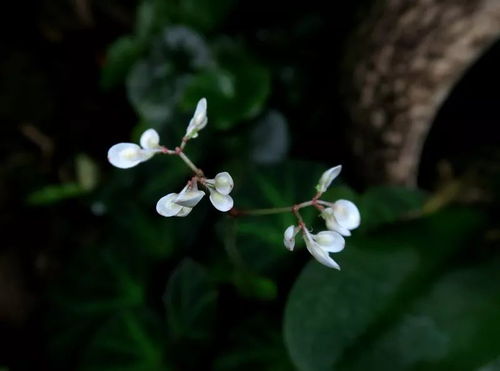 西北观花草本植物探秘