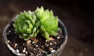 玉露旁枝巧拆分，关键词中藏奥秘