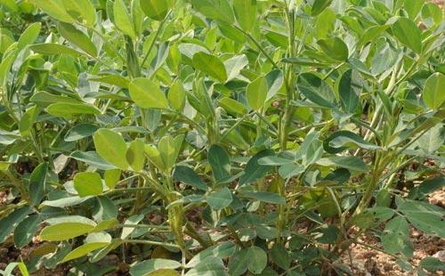 害虫的生长阶段不同， 使用的杀虫剂也不同