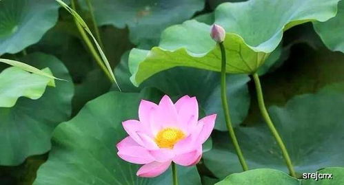 初夏的荷花：盛装登场