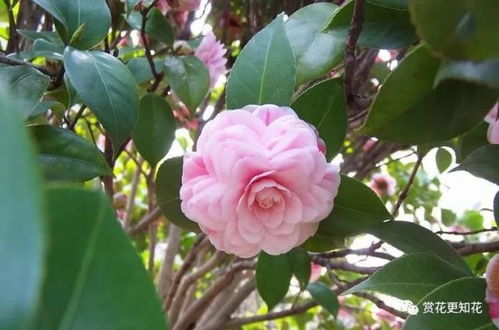 山茶花的品种真不少啊