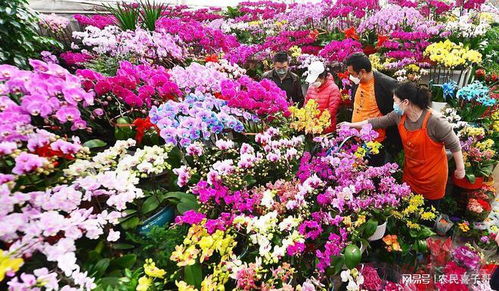 紫色花海的魅力