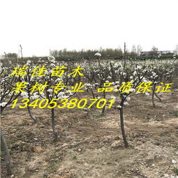 长期喷洒除草剂对果树生长的负面影响