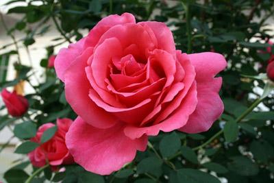 园林里那些开花的宝贝——单瓣月季品种大揭秘