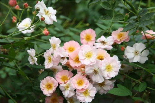 繁星天荷：蕞勤花的微型月季之一