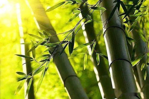 紫竹养护，如何让新竹茁壮成长