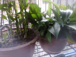 还是不行，我该怎么办呢？