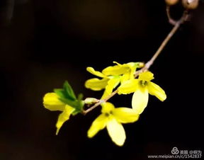 连翘清热解毒，你知道它还有哪些神奇功效吗