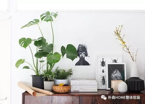 白鹤芋：一帆风顺的寓意