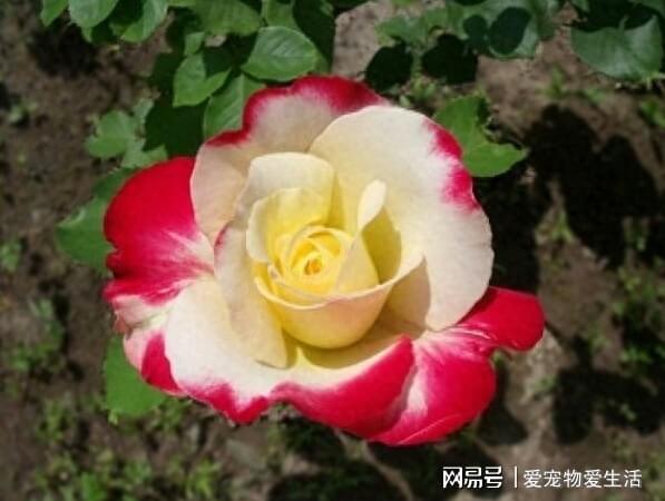 介壳虫防治，有招！