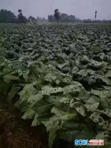 冰窟窿里种出金疙瘩，秘诀在这里！