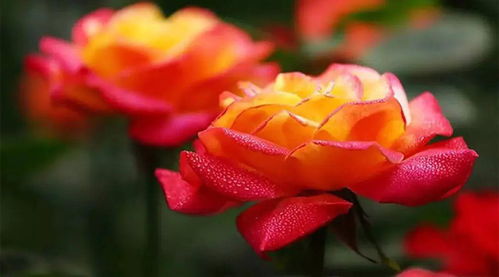 南阳月季智Neng云端的奇妙之旅