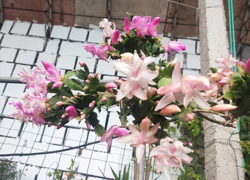 去年我用这方法救活了6株濒死植株，其中一株现在长成了