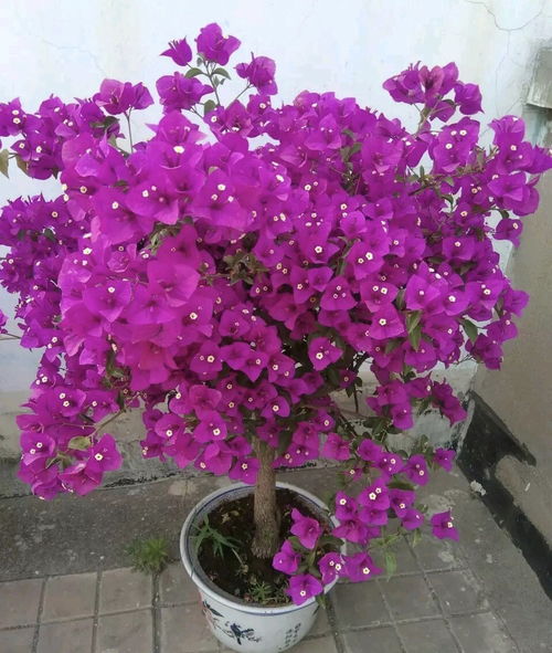三角梅不开花？掌握这些技巧