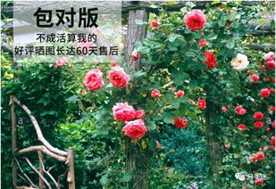 庭院变花园？最美名贵月季十大品种推荐