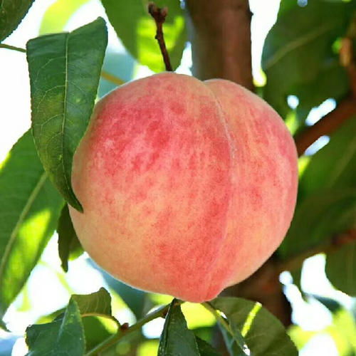 开心果的营养价值