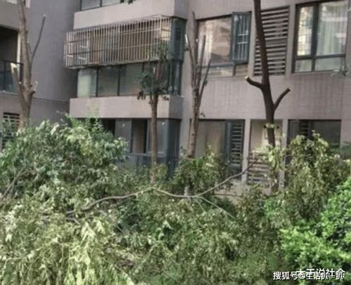 夏天太阳辣， 树荫下感觉真不一样