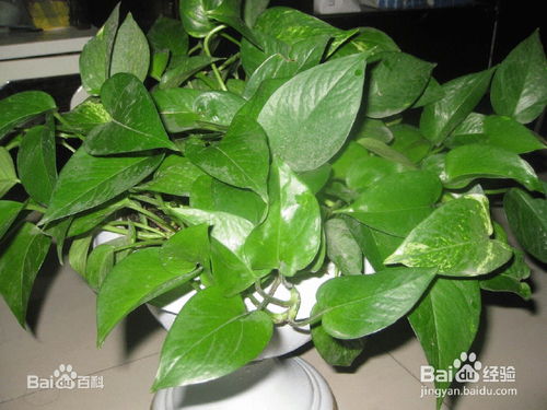 如何挑选防电脑辐射植物？这些方法你了解吗
