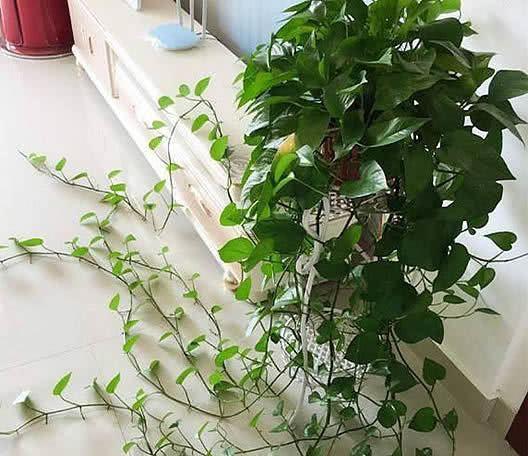 1. 病害还是环境， 这是个问题