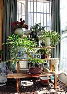 金边吊兰：旺财又养人