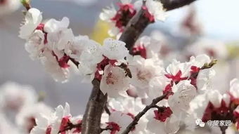 杏花桃花傻傻分不清？老司机教你一招