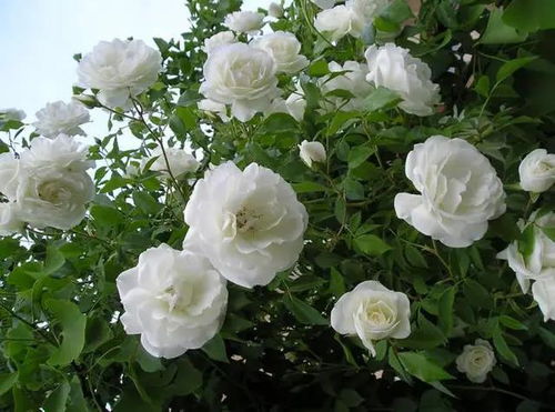 微型月季：奶油龙沙宝石