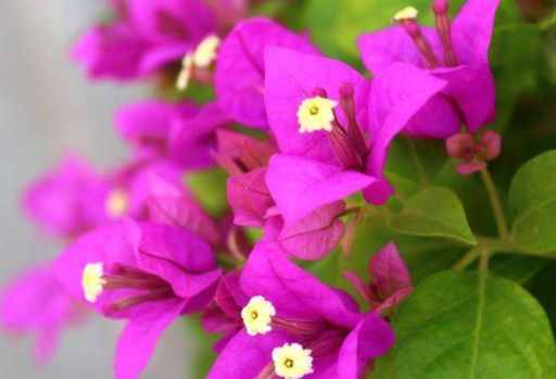 花期与花量：火焰月季的亮点