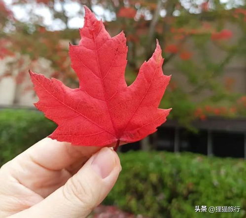 枫叶象征自由，它代表着什么