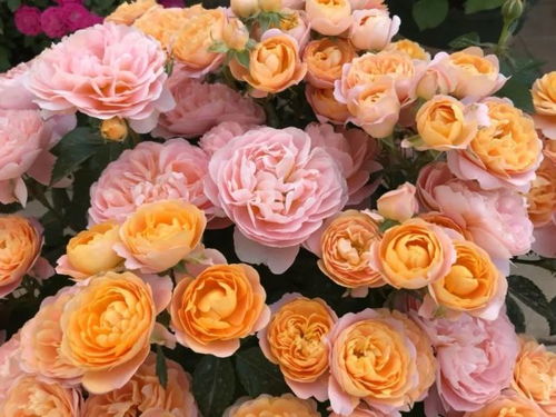 株型美观， 让你每天心情变好