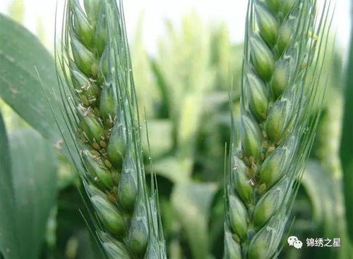 花生地里的70吡虫啉粉剂，每亩怎么用？价格又如何？