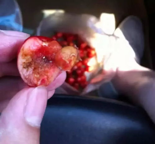 樱桃里有虫子还能吃吗？