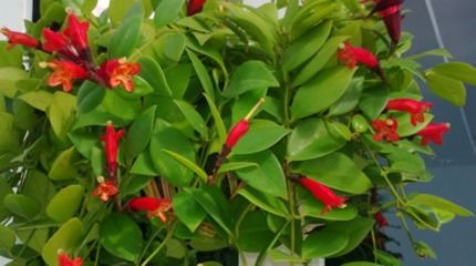 为什么口红吊兰不开花？揭秘爆花秘诀！