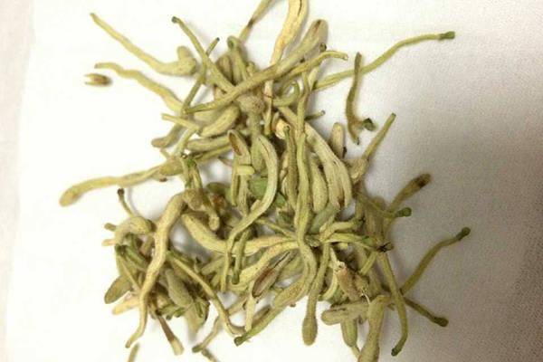 忘忧草的神奇功效有哪些？如何正确使用忘忧草来缓解压力和焦虑