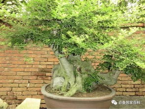 榕树上嫁接桂花树，如何成功