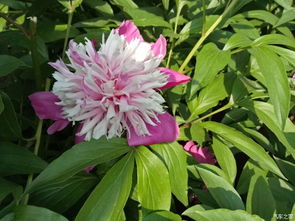 修枝与牡丹生长的平衡